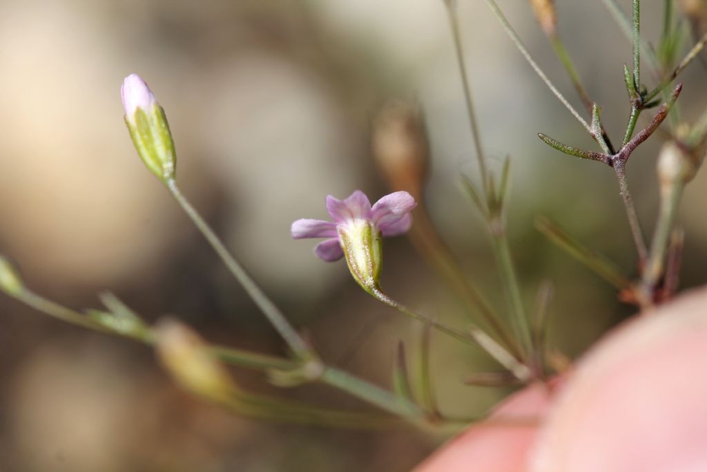 Gypsophila muralis / Gipsofila minuta